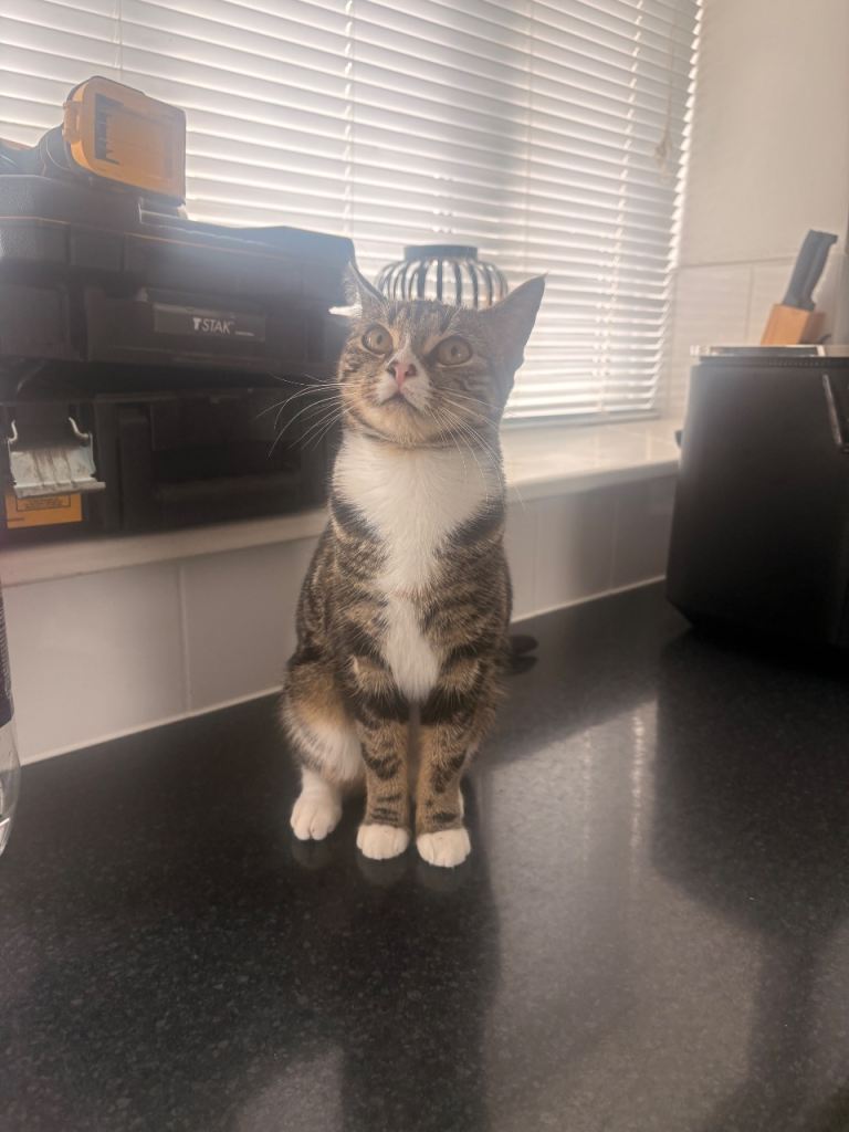 Lovely female tabby kitten 