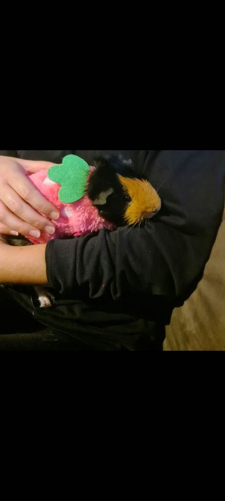 2 boy guinea-pigs