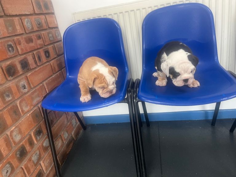 English bulldog puppies ready to leave 