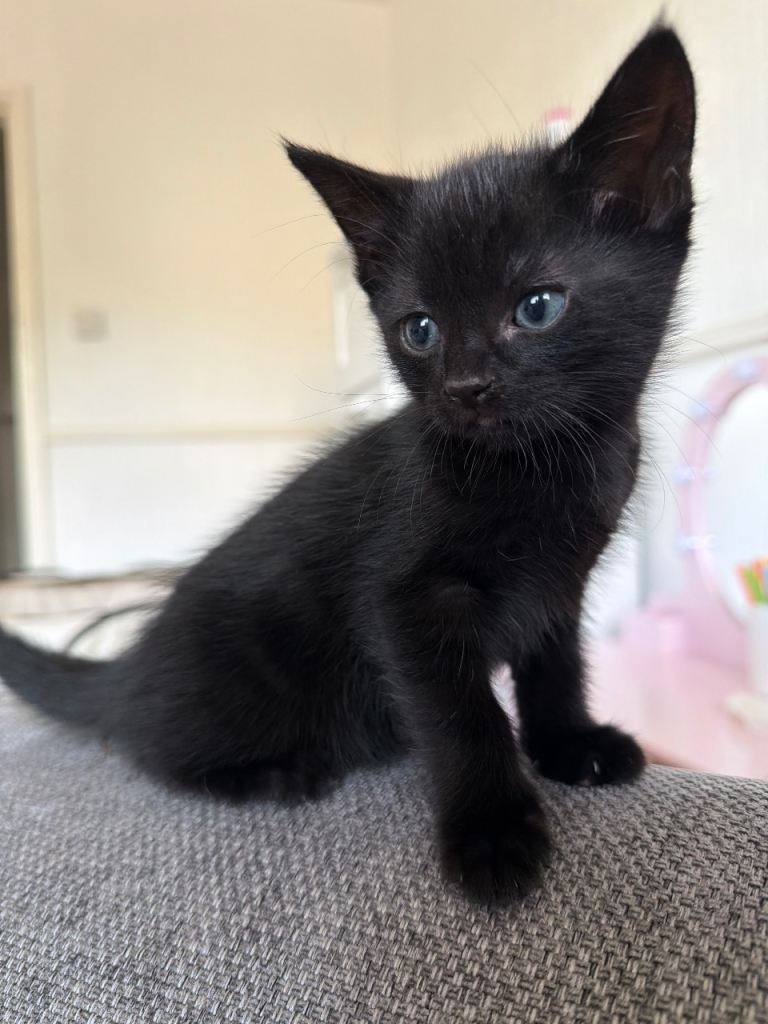 Black Kitten