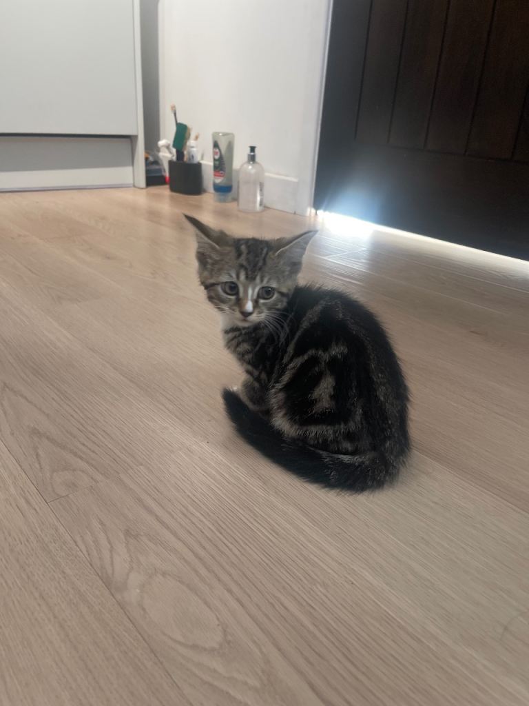 Tiny Sister kittens ❤️