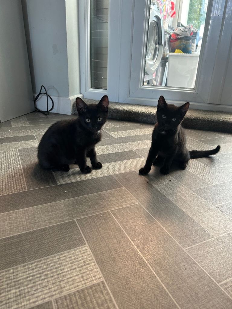 3 Bengal cross kittens 