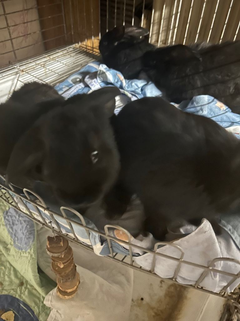 Rabbits
