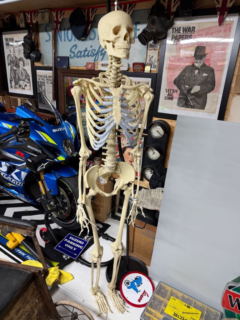 Life-size Human Skeleton Model – As Good As New