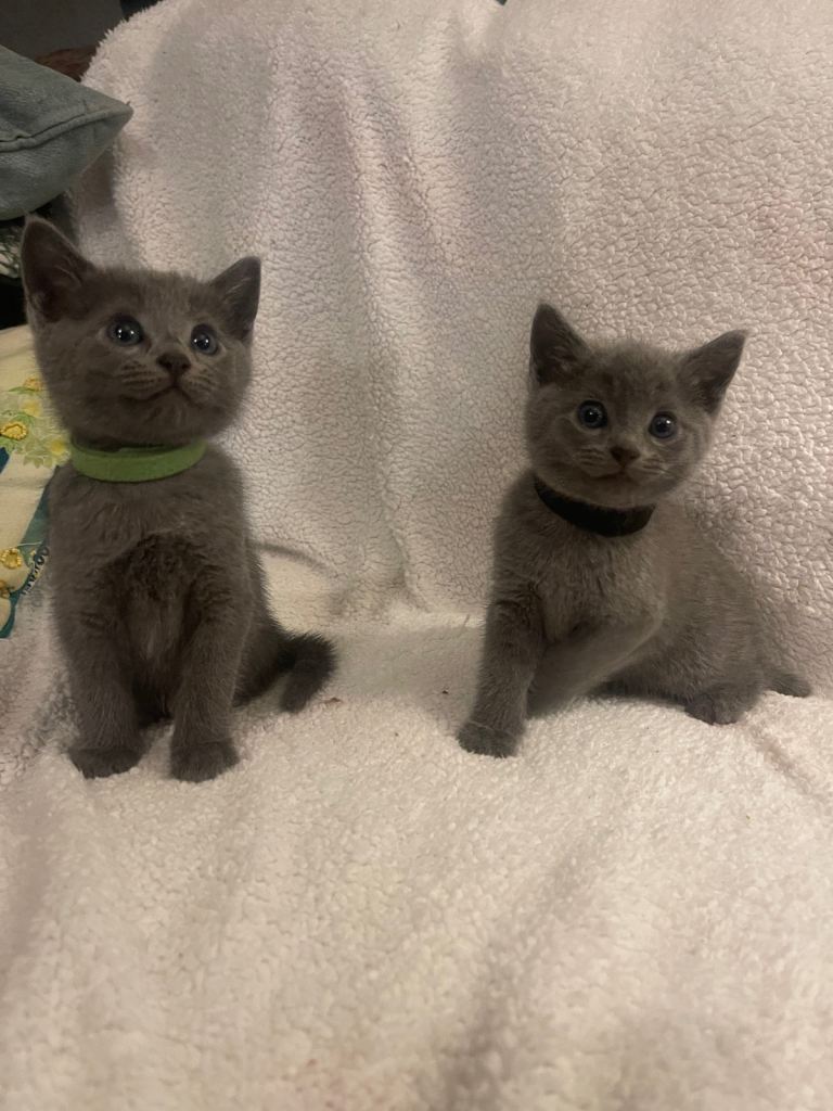 Russian blue cross kittens 