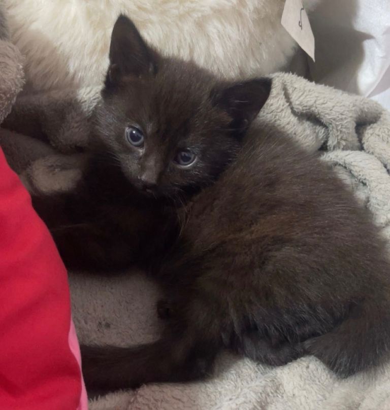 5 gorgeous black kittens