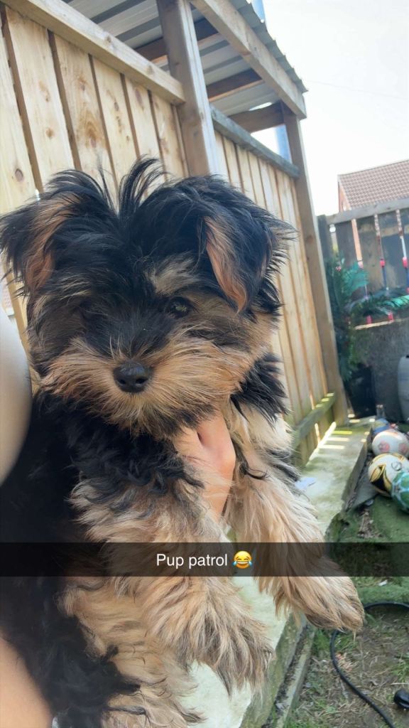 Min toy yorkie 