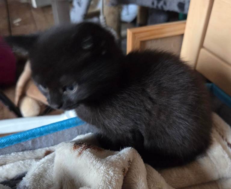 Turkish angora cross snow bengal kittens 8 weeks old