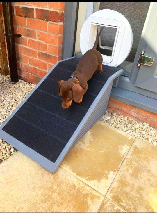 Dog/Pet Ramp for Dog Flap