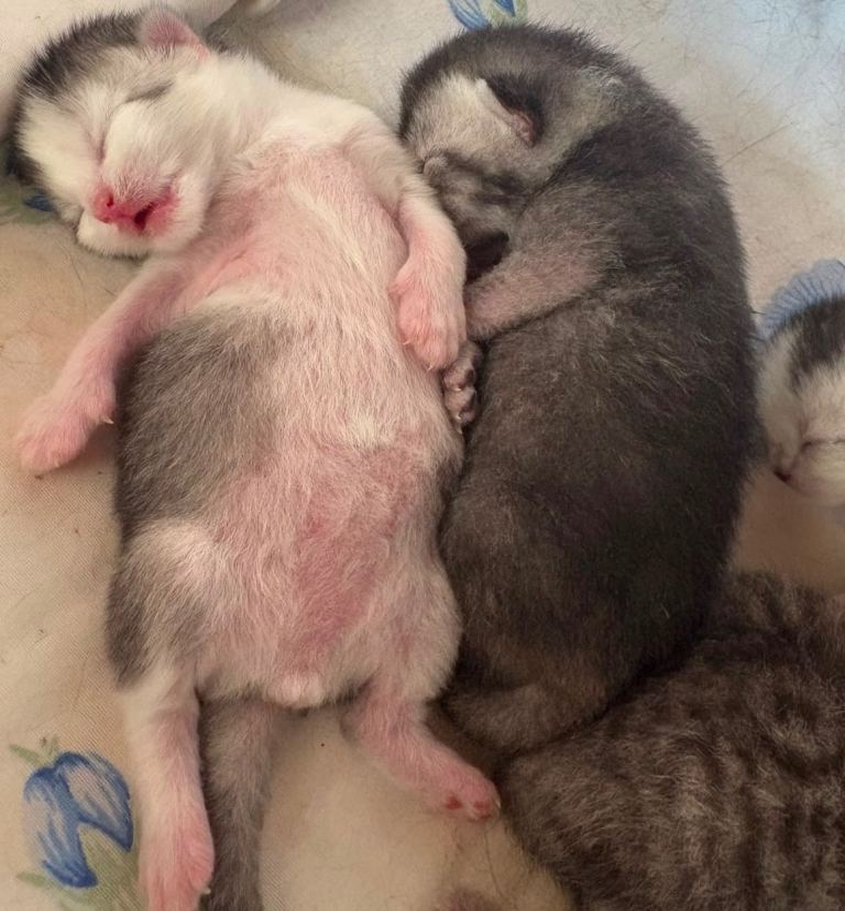 British shorthair cross kittens 