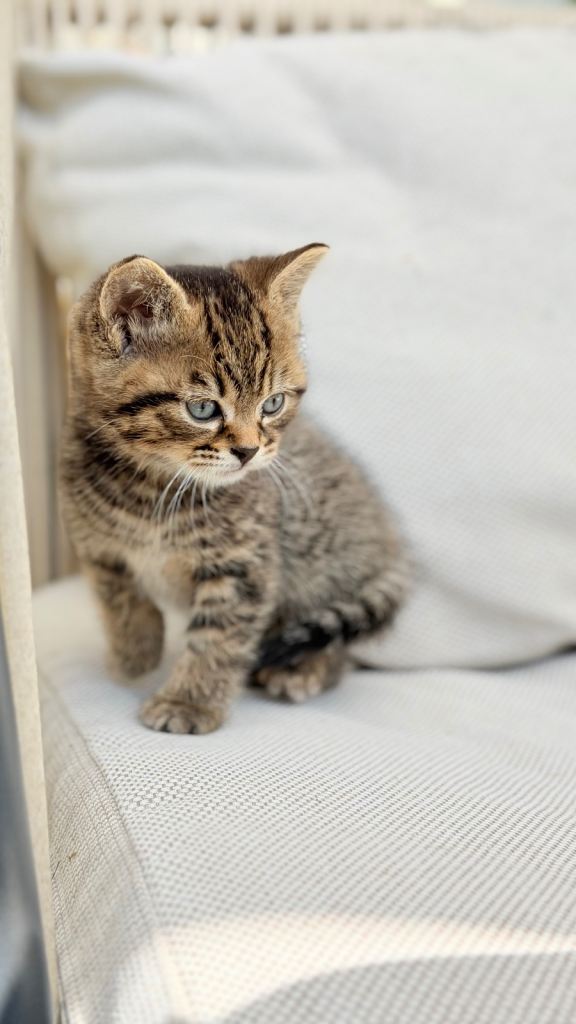 Adorable tabby boy kitten for sale