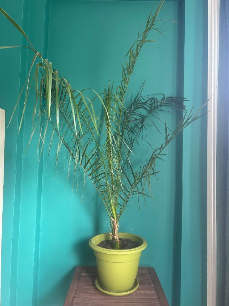 Pygmy Date Palm (Phoenix roebelenii)