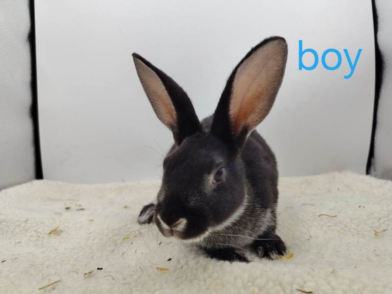 lovely mini rex 