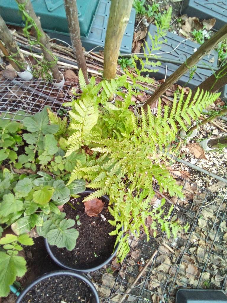 Fern plant for sale