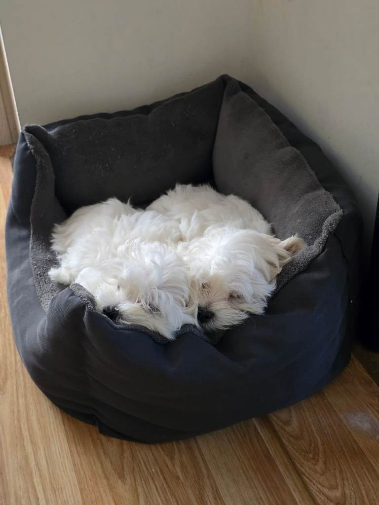 Adorable Maltese Puppies for sale 