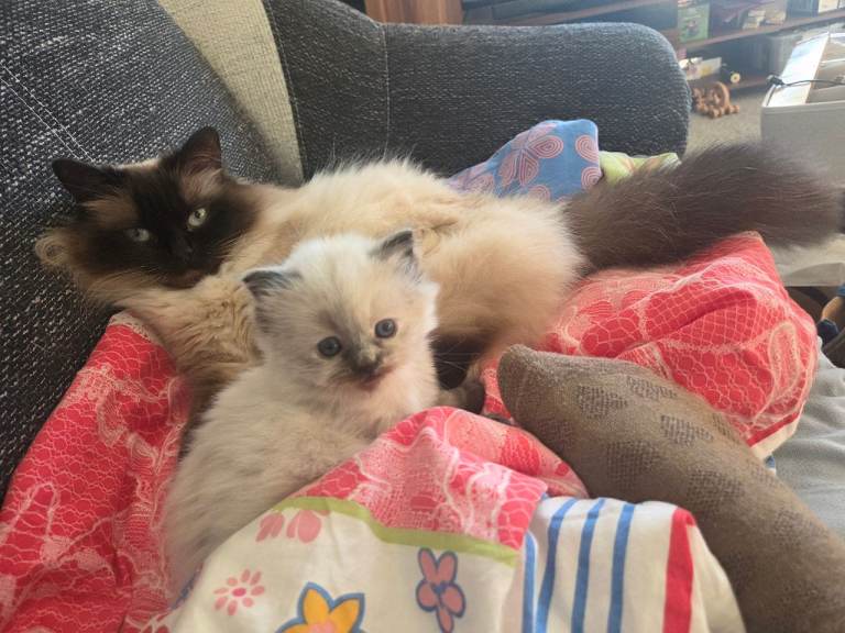 Rogdoll kitten female 