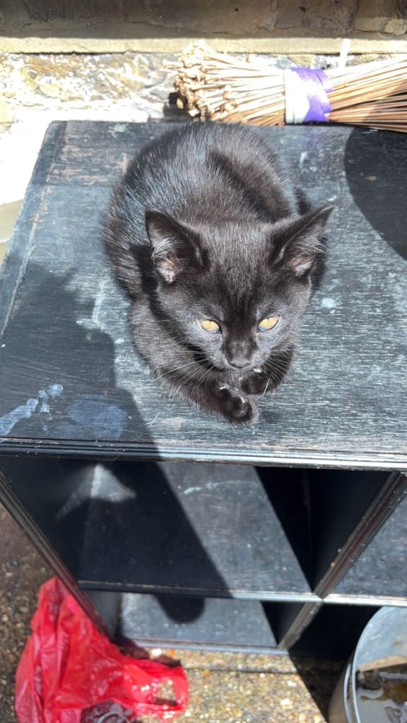 1x black kitten 1x white kitten