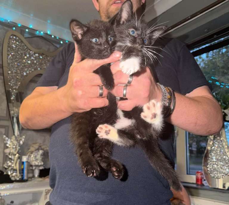 4 male cats 