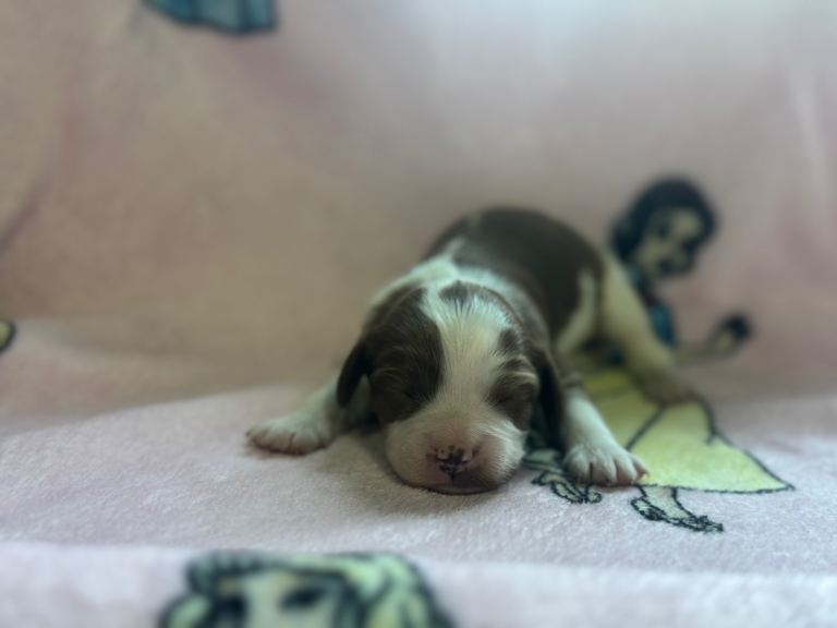 Stunning Cavapoo puppies 