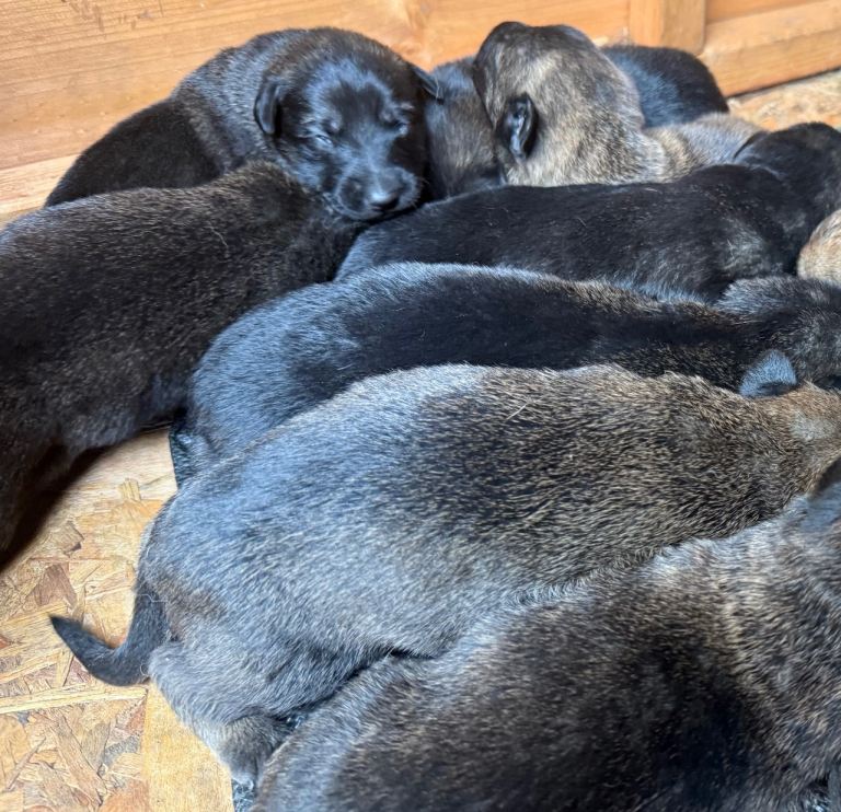 Belgian Malinois pups 4 wk old 