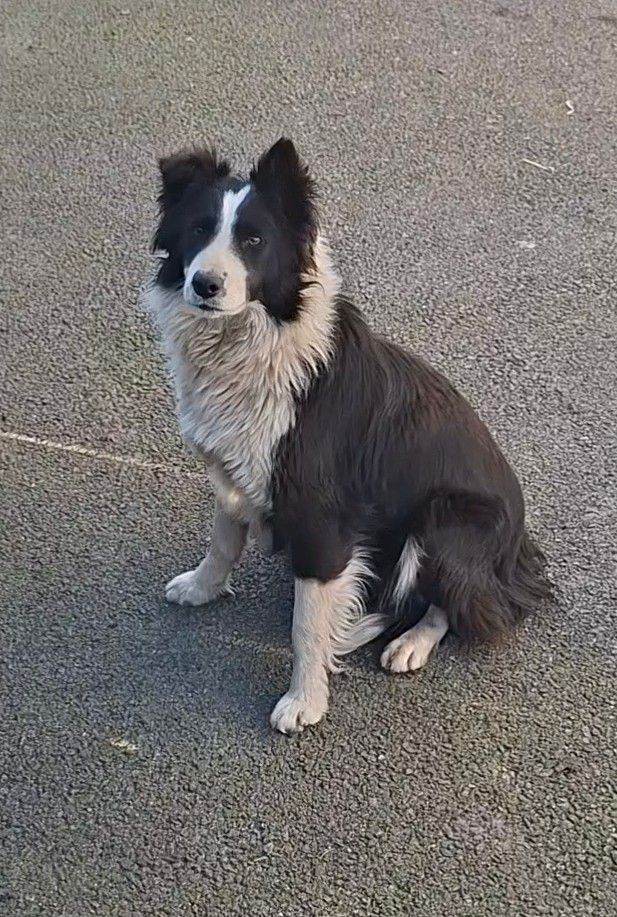 Border collie pups 