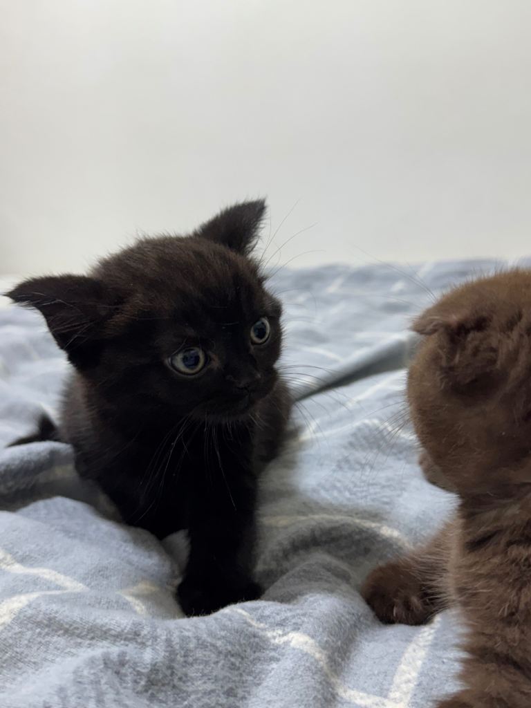 Mixed British/Scottish Shorthair for sale 