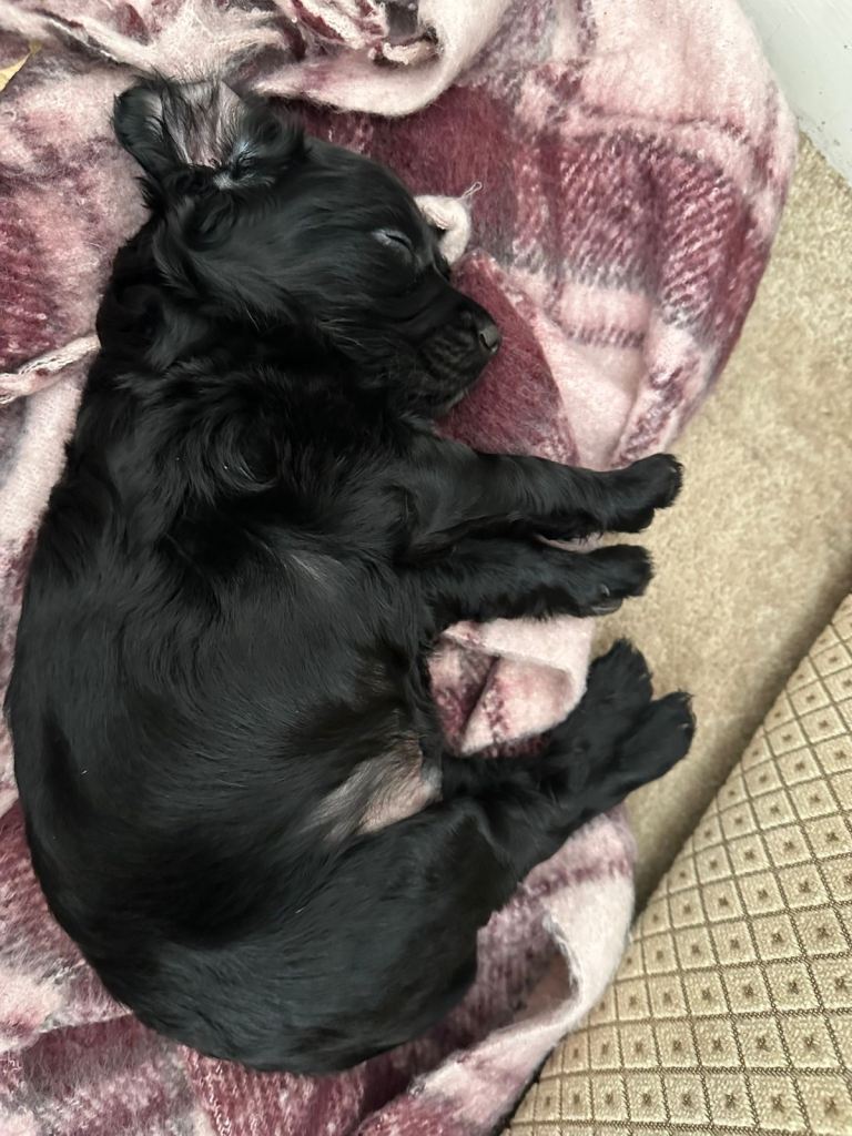 Cocker Spaniel Puppy 