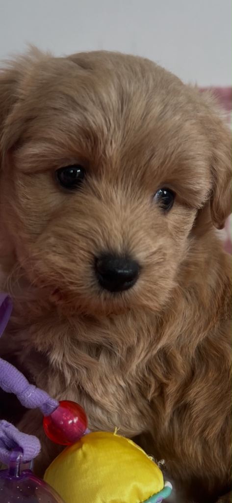 Westiepoo puppies 