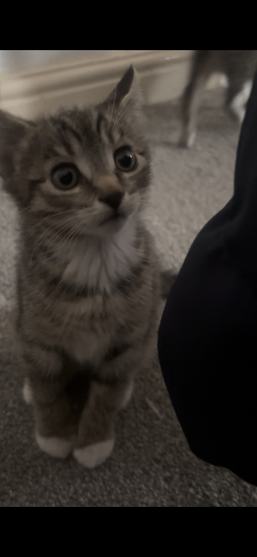 Adorable Tabby Kittens Ready for Their Forever Homes