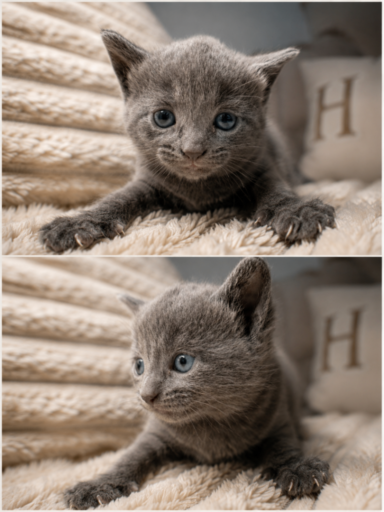 Kitten Grey Girl 