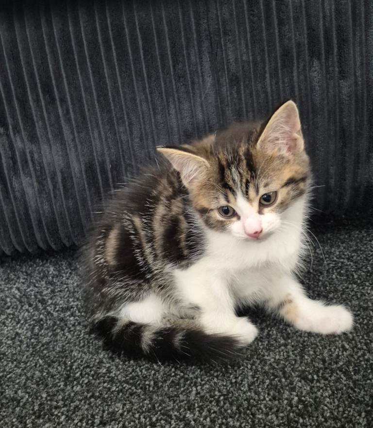 Beautiful little tabby & white kitten 