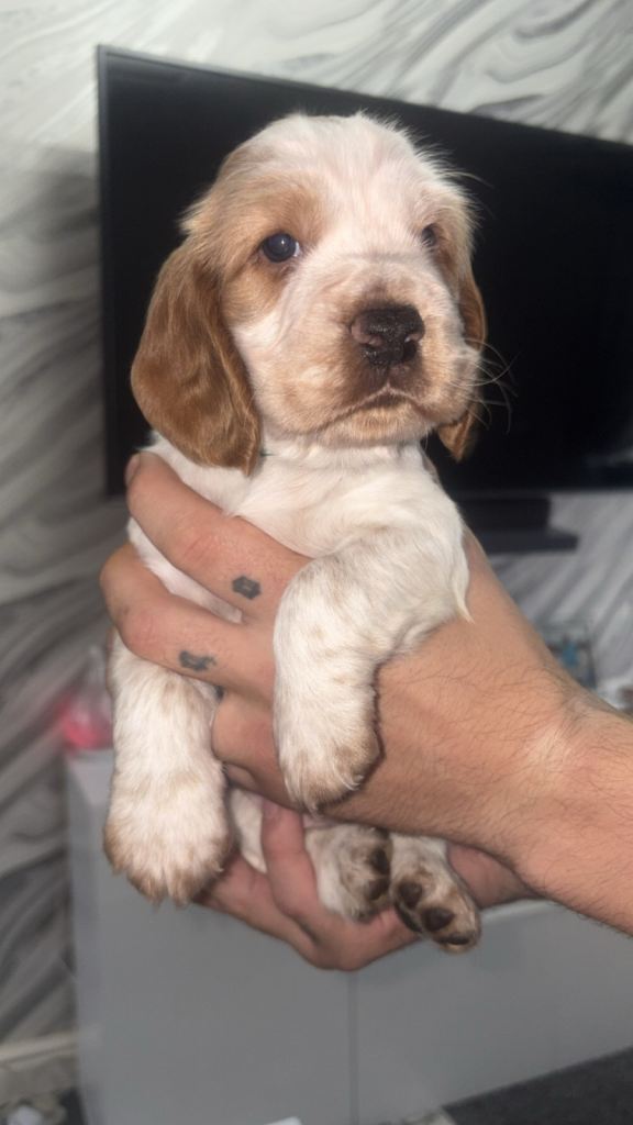 Cocker spaniel puppies only 1 male left 