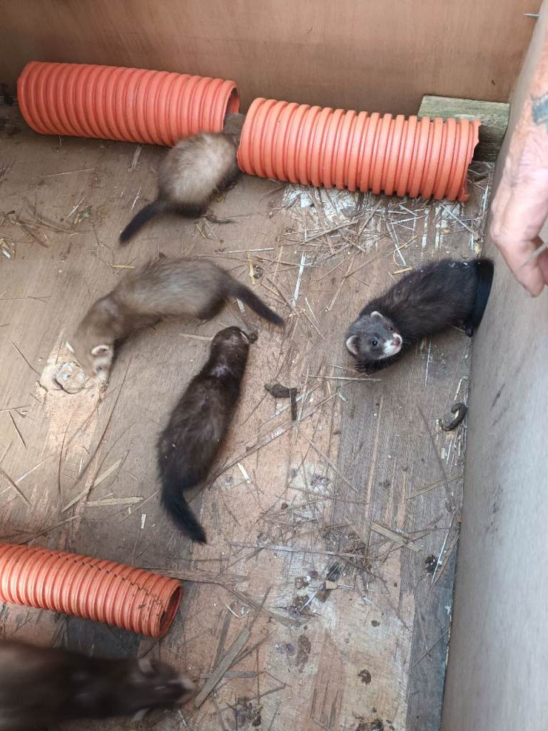 Baby ferrets 