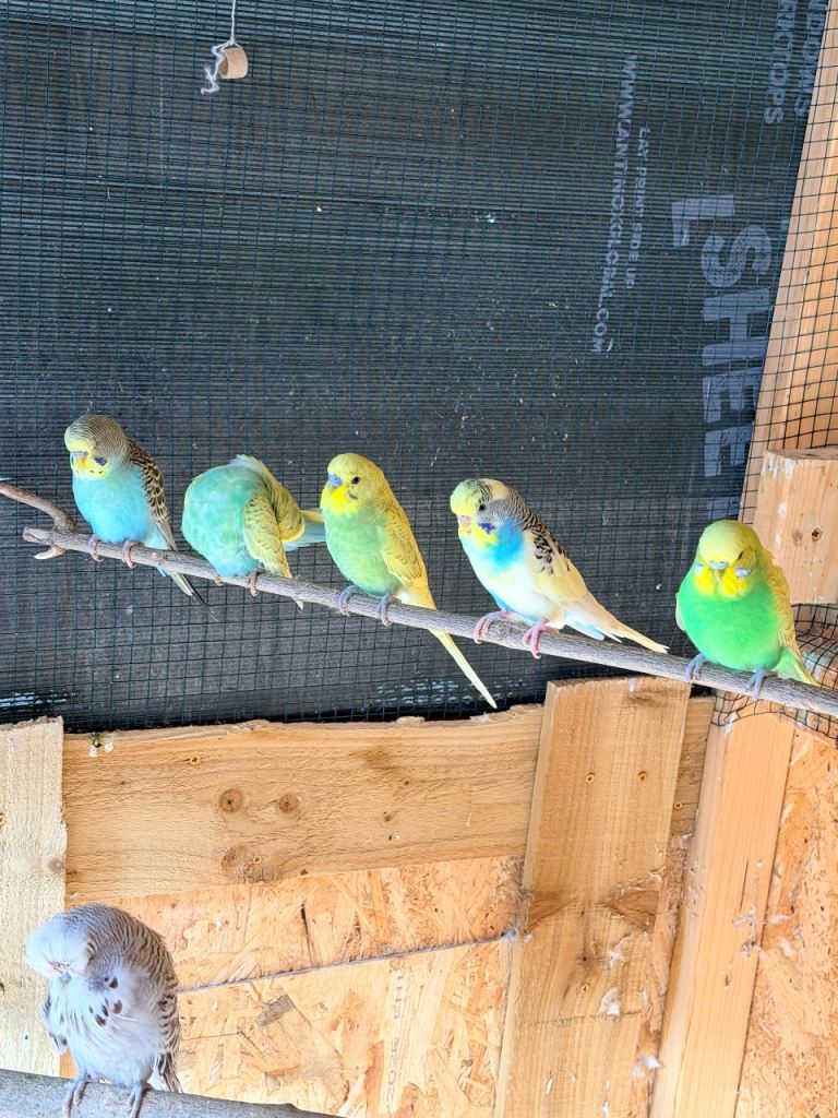 Budgies for Sale