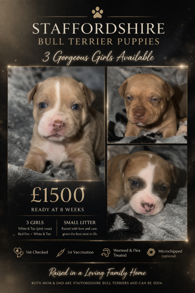 Quality Staffordshire Bull Terrier Puppies Given The Best Start In Life
