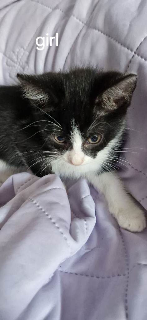 3 litter kittens looking for new home 