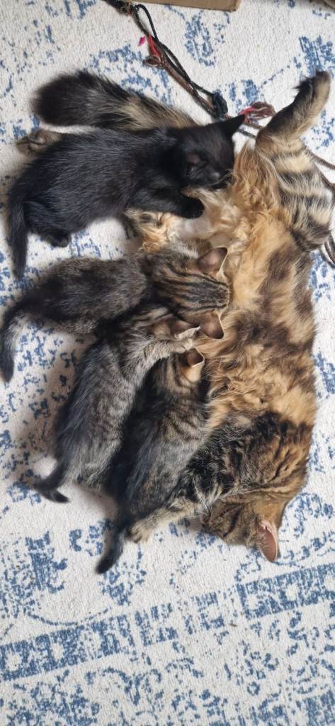 Black and Tabby Kittens - 3 LEFT