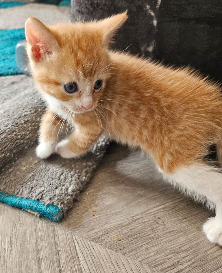 4 kitten for sale