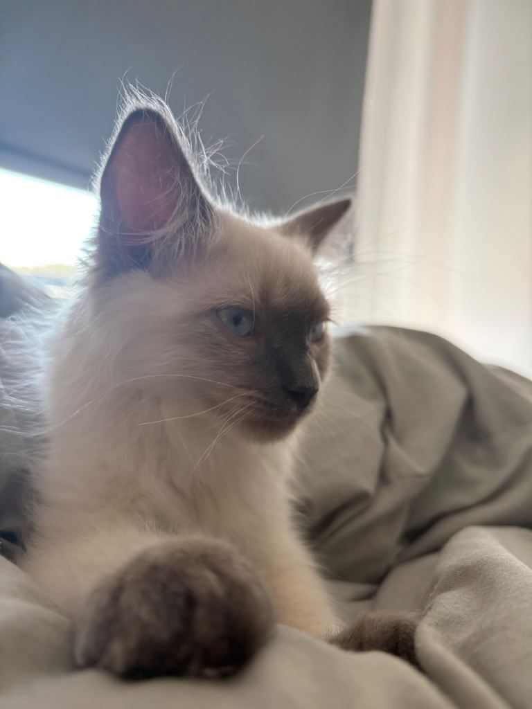 Ragdoll needs rehoming