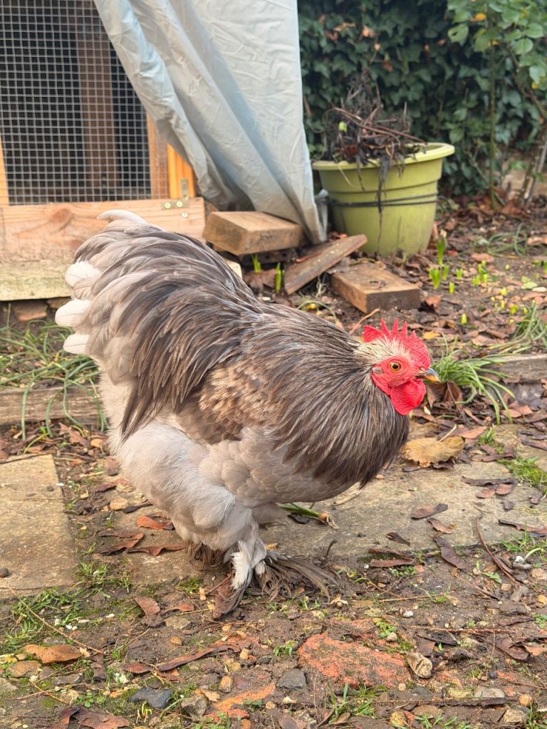 Lavender Pekin(Rooster) 