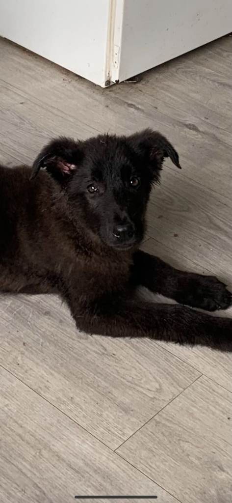 German shepherd x caucasian shepherd puppies