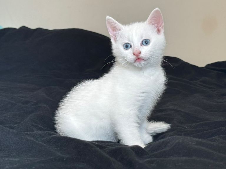 White Male kitten with blue eyes
