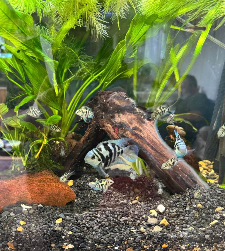 Tropical fish - Beautiful Parrot Cichlids 