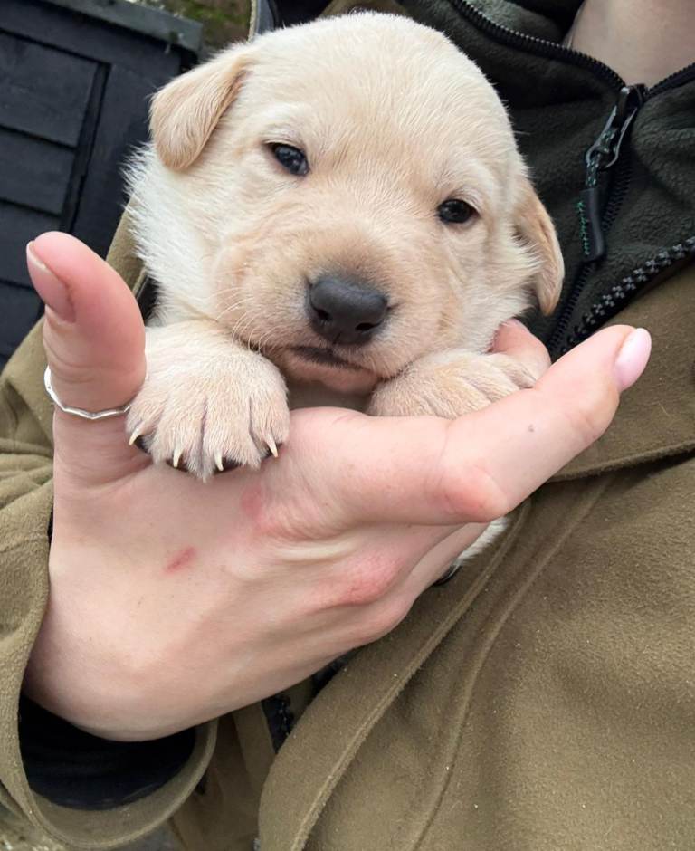 Labrador cross german shepherd puppies