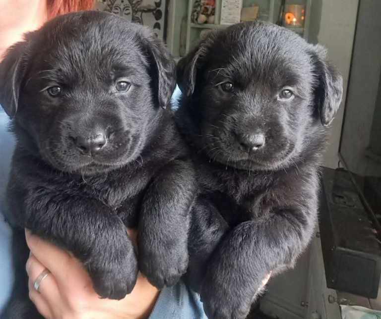 Labrador x Husky puppies 