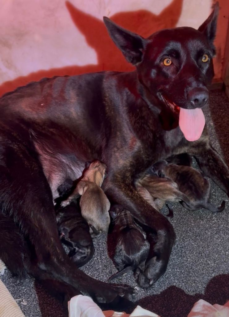 Dutch malinois puppies - 13/12/2025 ready 