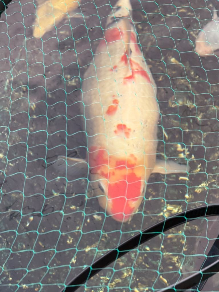 Koi Carp for sale