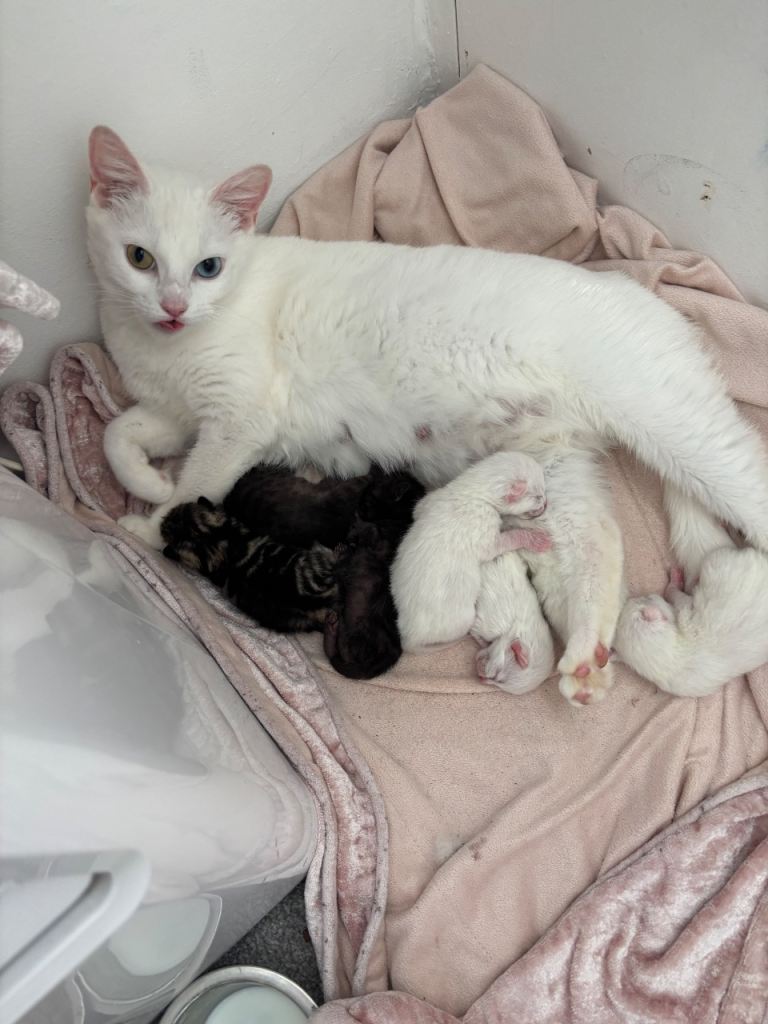 Beautiful kittens,mixed breed 
