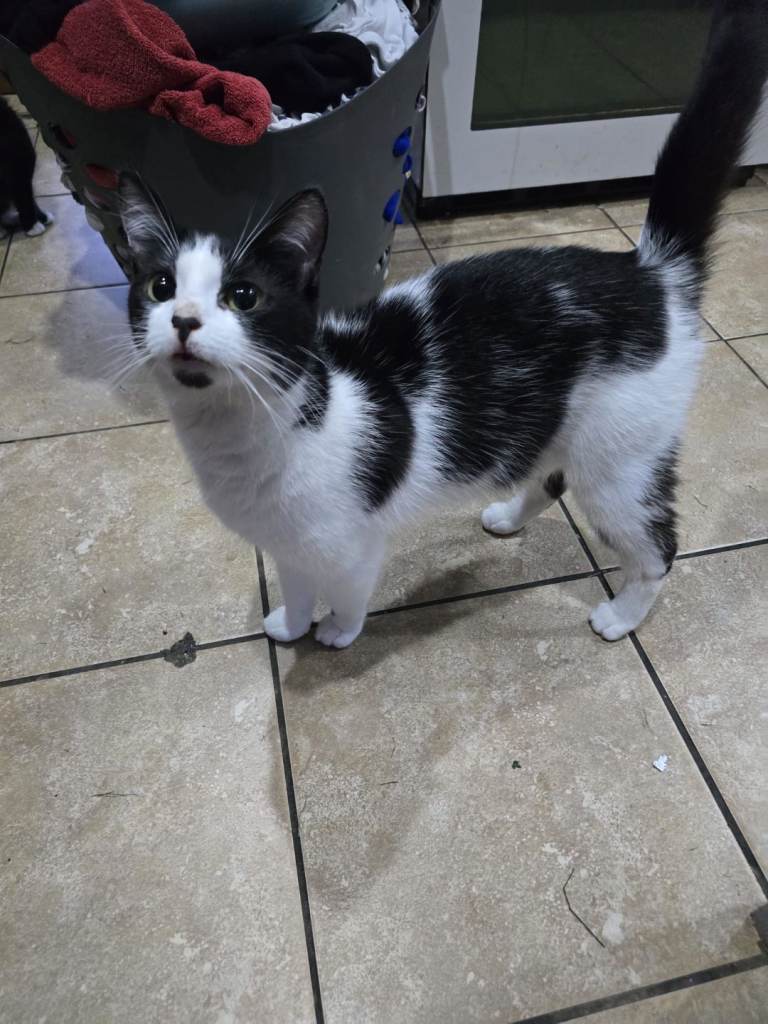 Black & White Cat