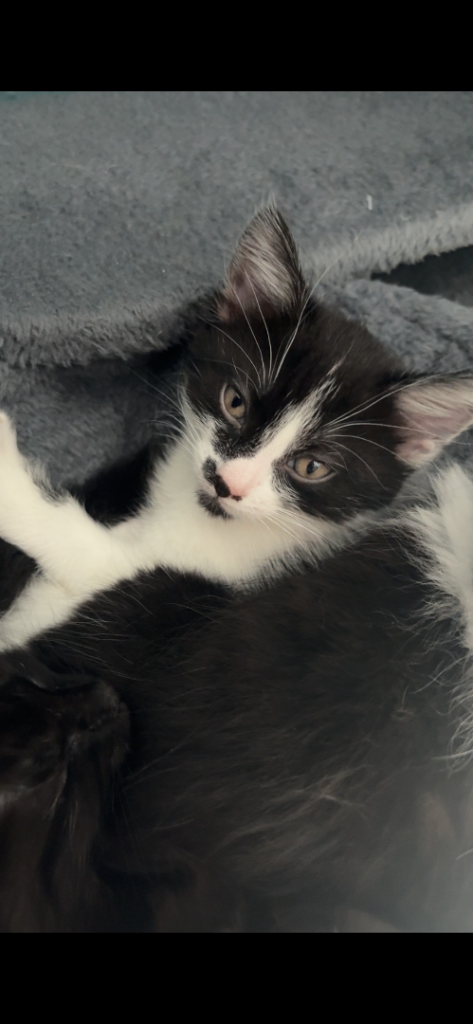 Kittens 